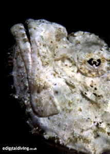 Profile image of White Scorpionfish. D200 and 60mm lens. by David Henshaw 